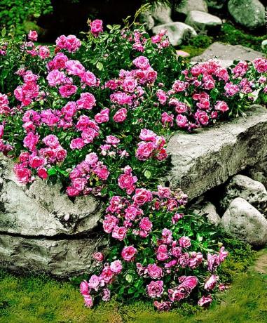 Mattan ros och stenar - en vacker och ovanlig kombination
