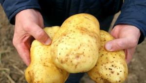 Hur får jag 5-7 kg potatis från busken.