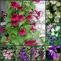 Azarina: alternativ "vinda". Storlek och blommar från juni till september 🌺