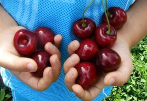 Cherry - de stora frukter och köldtålig sorter.