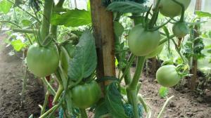 Korrekt beskära tomatblad - öka avkastningen med 2 gånger