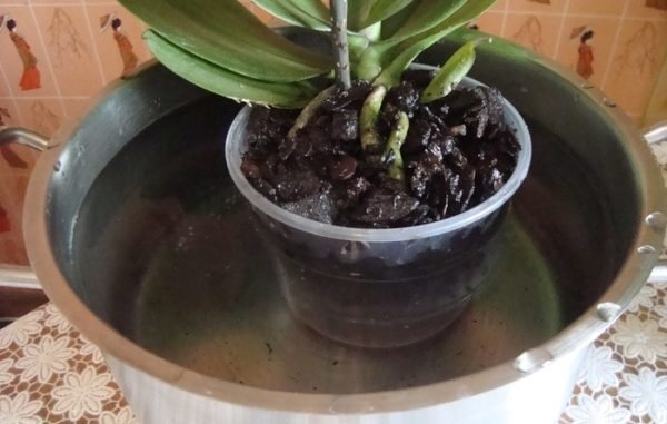 Var noga med att ta hand om en orkidé i vintern från kalldrag. Och den kalla luften som kommer från fönstret: inte sätta en pott nära glaset.