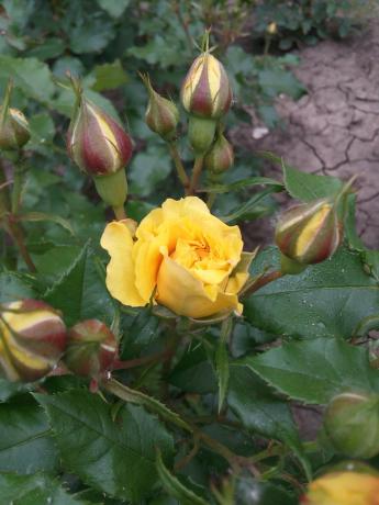 Min favorit gul ros i trädgården behöver skydd