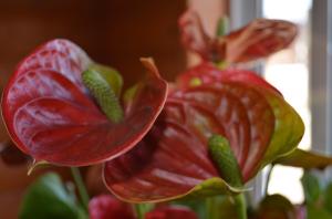 6 hemligheter bryr anthuriums ( "manliga lycka"). Jag har ljusa blommor året runt