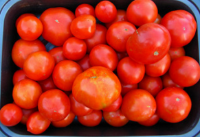 När suggan tomater, inom vilken tidsram? Tips för nybörjare