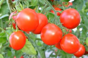 2 gånger mer söta tomater! Enkelt folk dressing