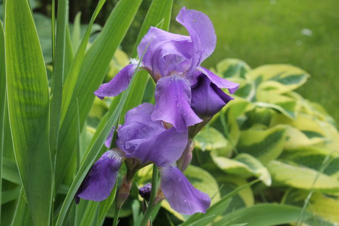 Iris ser bra ut i en solo landning, och i kombination med andra årliga och perenna blommor. Men det ser bäst i "gruppen". Foto av författaren (s)