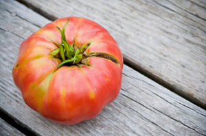 Odla läckra och bra tomater på sängar