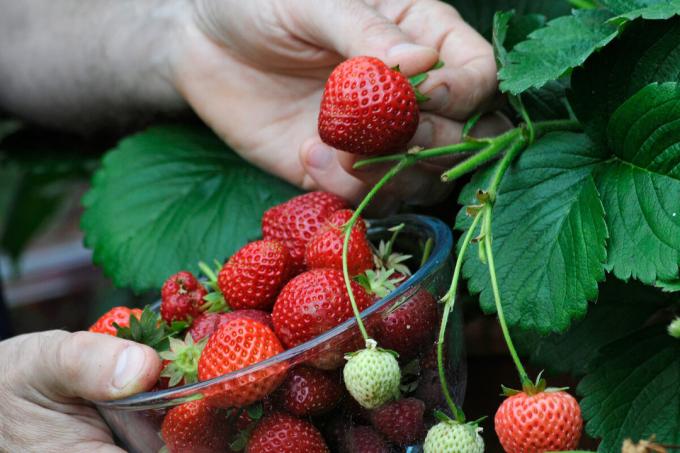 "Starving" do jordgubbar som inte ger rikliga skördar