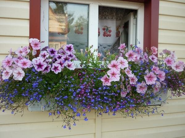 Den perfekta kombinationen: petunia och lobelia. Foto: detkityumen.ru