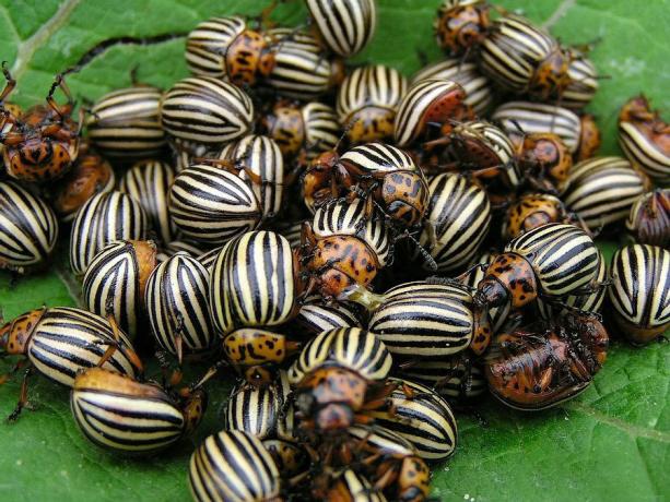 Samla skalbaggar hand lång och trist (adsl.kirov.ru)