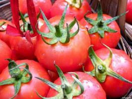 Misstag som många trädgårdsmästare när de växer tomater.