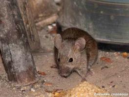 Att bli av med möss och råttor i landet