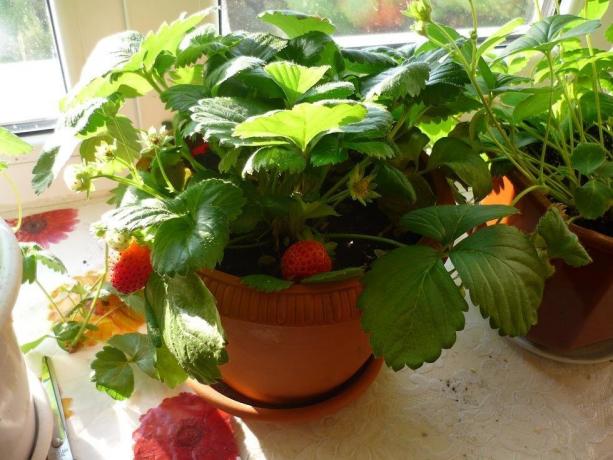 Så det kommer att se ut som en vuxen buske konventionella jordgubbar från trädgården