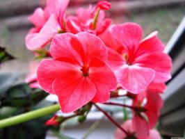 6 vackra och härdiga perenna blommor (del 2)