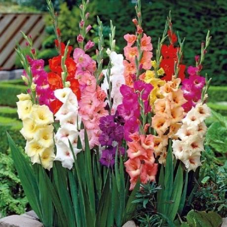 Skönhet gladiolus (zelenyjmir.ru)