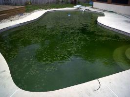 Hur man sparar poolen: För att förhindra algblomningar