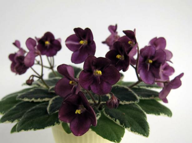Spring violer blomma igen! Visa: 