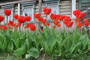 Varför tulpaner inte blommar (vissa blad!) Och hur man rättar till det