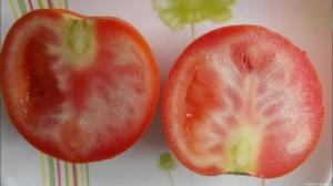 Varför växer tomater med vita ådror, och vad man ska göra