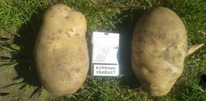 Mina hemligheter till att odla en stor potatis.