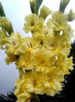 Jag söker ovanliga sorter av gladiolus. 5 Översikt över resultaten (foto + beskrivning)