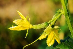 Vad händer om den gurkor verkar karga blommor. Den beprövade sättet att lösa problemet