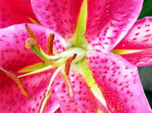 Vacker lilja-en av favoriterna bland tsetovodov och trädgårdsmästare