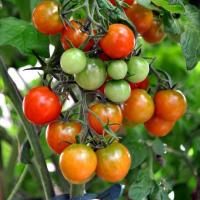 Väteperoxid - förband för tomater