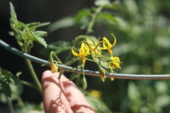 Tekniken för artificiell pollinering av tomater ökar utbytet i tider! (Foto från fb.ru)
