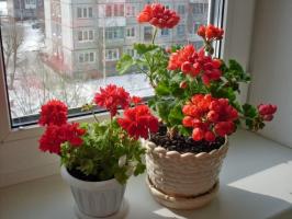 Secrets gödselmedel Pelargoner jod för frodiga blommande