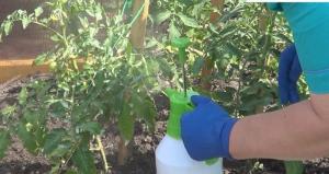 Tomater mognar snabbare: hur man påskynda mognaden
