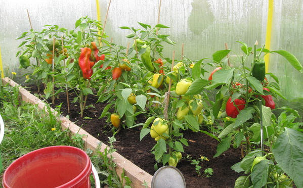 Växande paprika i växthuset. Foton från green-color.ru