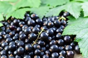 Vård av hallon och vinbär efter frukt