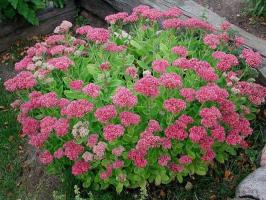 Fetknopp - en vacker perenn. Ordentligt hand om blommor