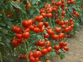 Gödsling av jäst för att öka utbytet av gurkor och tomater