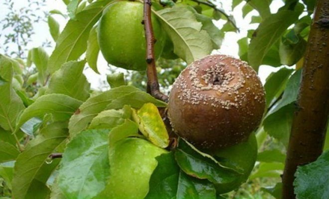 Frukt ruttna på Apple (illustrationer till en artikel tagen från Yandex. bilder)