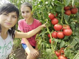 Tomater i trädgården kommer inte göda och öka frukter. 4 superprioma!