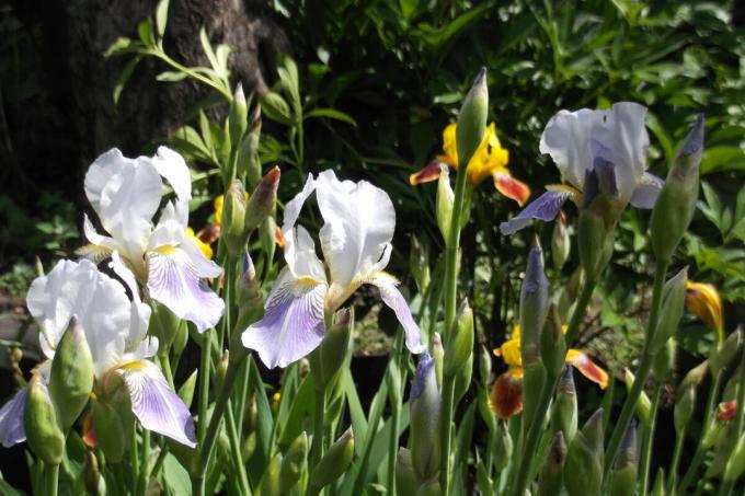 Skäggiga iris gillar att sola sig i solen. Foto av författaren (s)