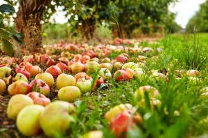 Varför äpplen ramla i förtid? Hur man löser problemet för en rik skörd