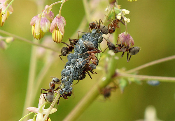 Bladlöss och myror - frekventa följeslagare varandra! Foto för artikeln tas från fri tillgång till internet.