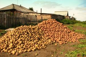 Potatis kommer att lagras i en 2 gånger bättre: vad man ska göra efter skörden