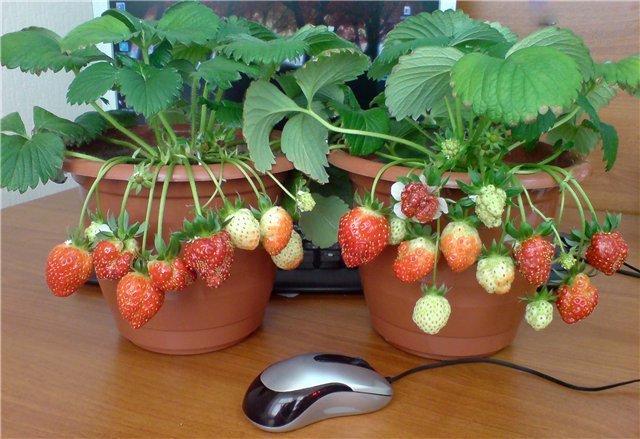 EXEMPEL krukväxter jordgubb. Foton för publicering är hämtade från internet