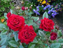 Hur man förbereder rosor för vintern. 4 Krävs för lyckad mottagning viloläge.