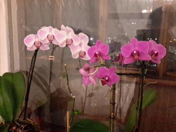 En del av min samling av Phalaenopsis i en lägenhet. Jag badar dem dopp!