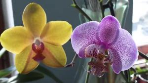 Hur många år som bor Orchid