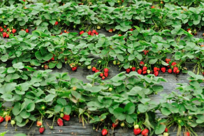 Strawberry plantage avund! (Isons.com)