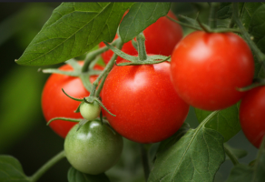 Miracle hemma! 8 dvärg sorter av tomater