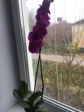 Efter ordentlig passar min orkidé omedelbart blommade