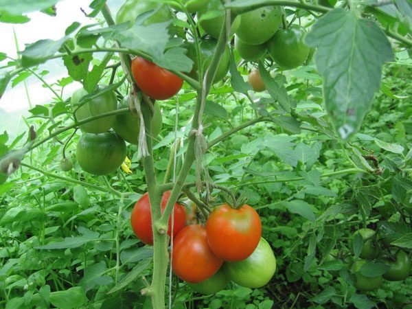 Häller tomater i växthuset. Foton i artikeln från internet